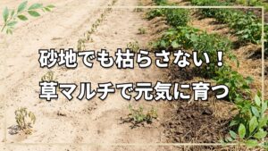 砂地での自然栽培に挑む｜夏の全滅から学んだ土作りと定植の工夫