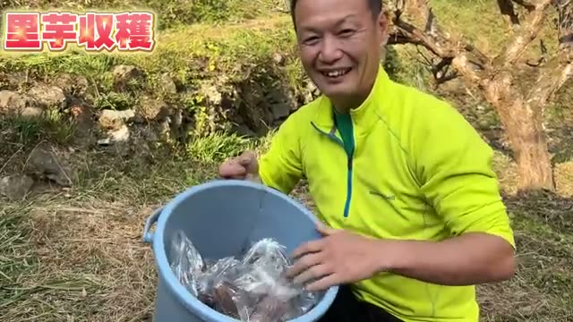 自然農法1年目の里芋初収穫で最大54倍の収穫量を記録
