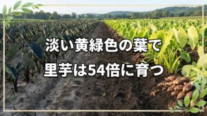 自然栽培の葉の色と里芋収穫量54倍の事実
