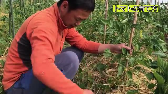 わき芽を整理する場合の切り方とホルモンの関係