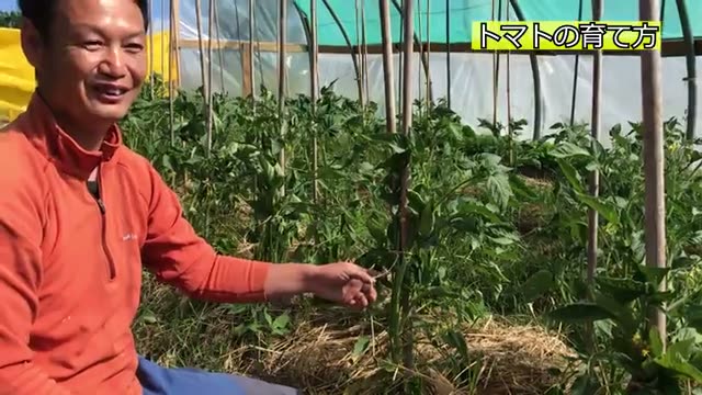 まずは数本から実験してみる