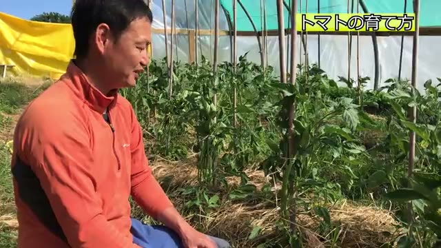 わき芽を取らない栽培でミニトマトの収穫量が1.5倍に
