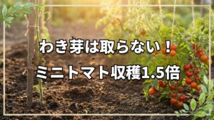 ミニトマトはわき芽を残して収穫1.5倍