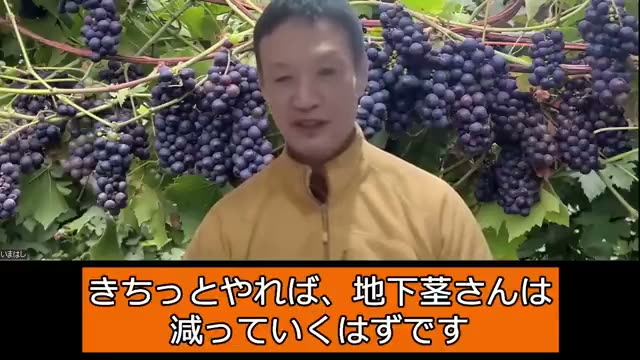 6. 自然農法を続けると、なぜ草取りが楽になっていくのか?