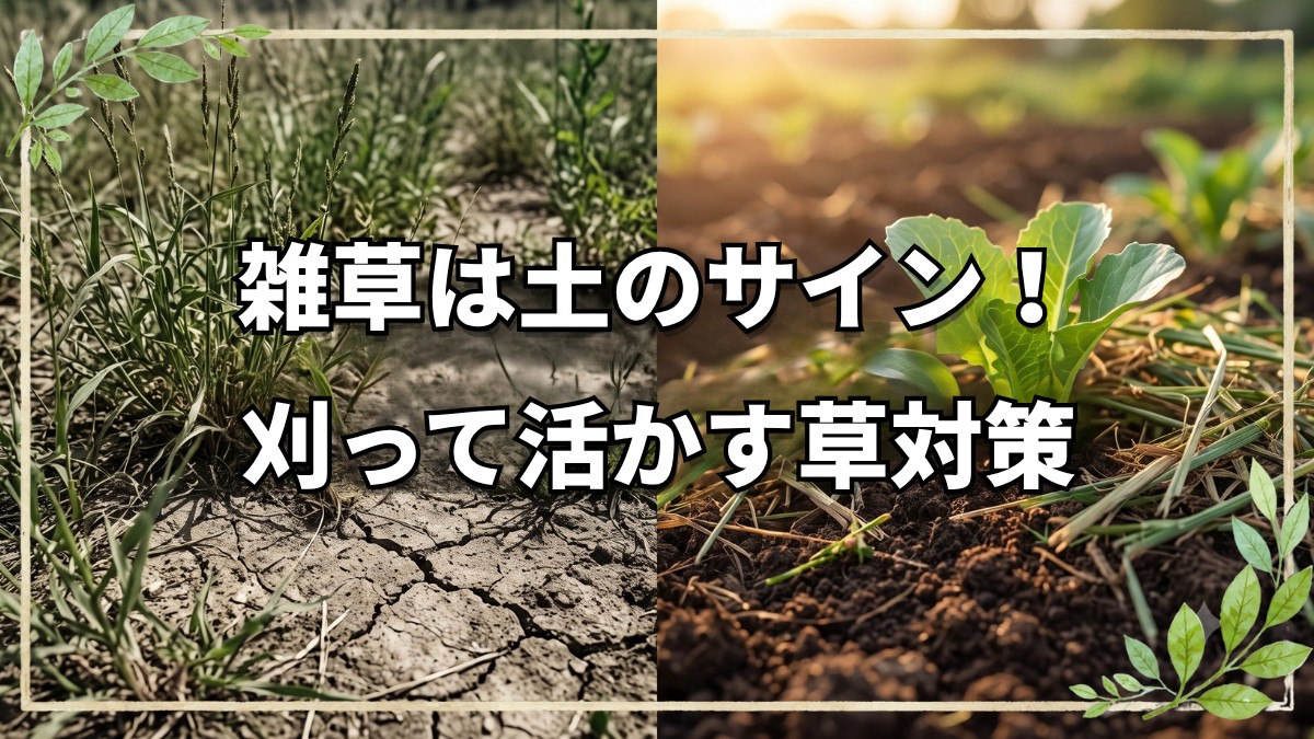 【自然栽培】雑草は土を治す味方だった！生えている草から土の状態を読み解く観察眼と付き合い方