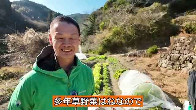 3. 一般的な野菜を「無限」に楽しむ収穫術