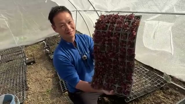 3. 「今橋流」効率的な苗作りの手順