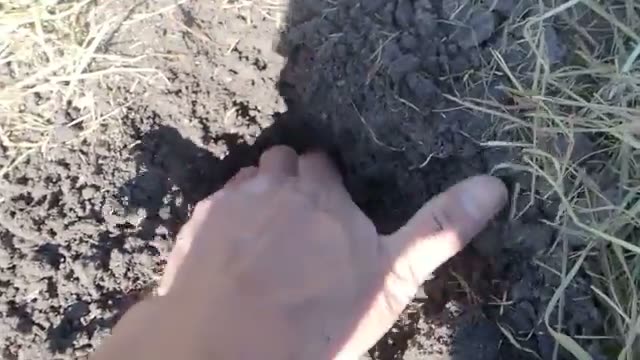 草マルチの保水効果を検証する
