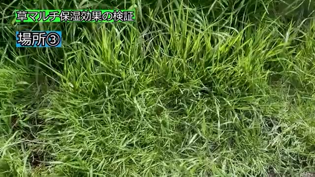 伸びた雑草の上に敷いた場合の防草効果