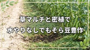 草マルチの効果とそら豆密植実験