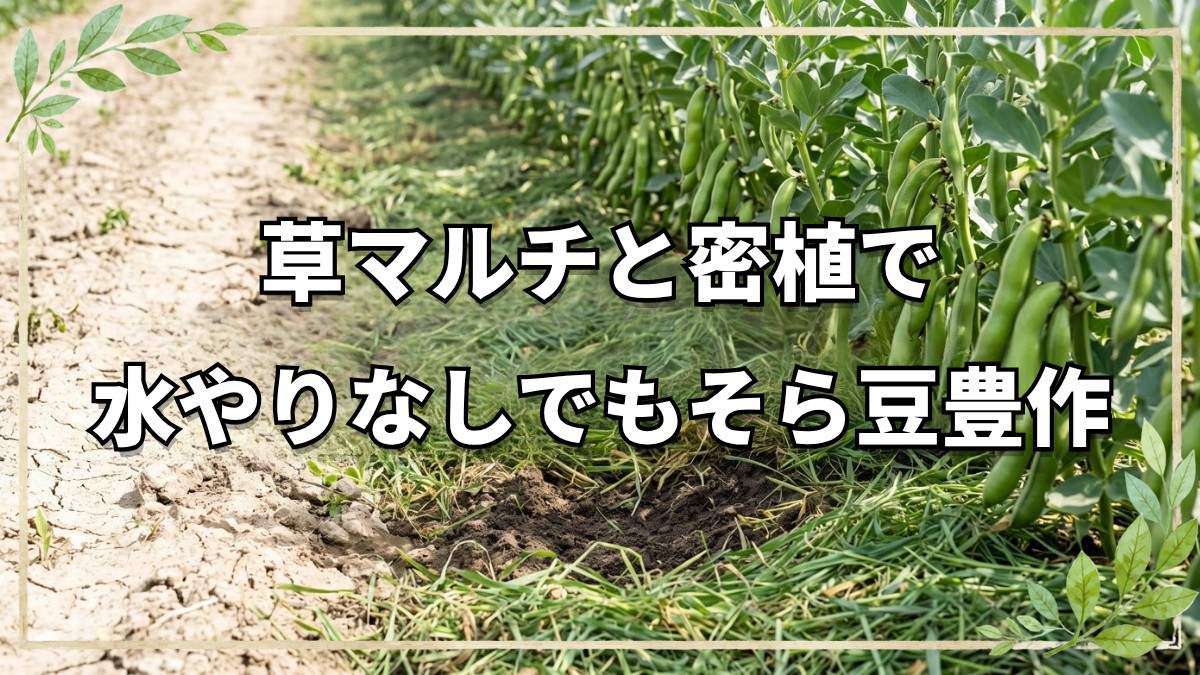 草マルチの効果とそら豆密植実験