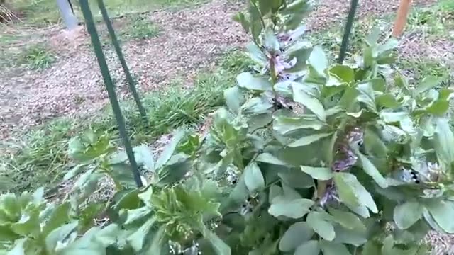 2. 越冬野菜の生命力と「ダメ元」から生まれる学び