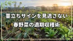 3月初旬の畑観察!薹立ちと春の準備