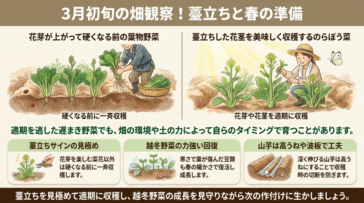 3月初旬の畑観察!薹立ちと春の準備