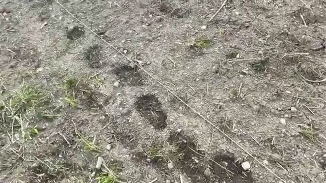 時間がないときのジャガイモ植え付け手順