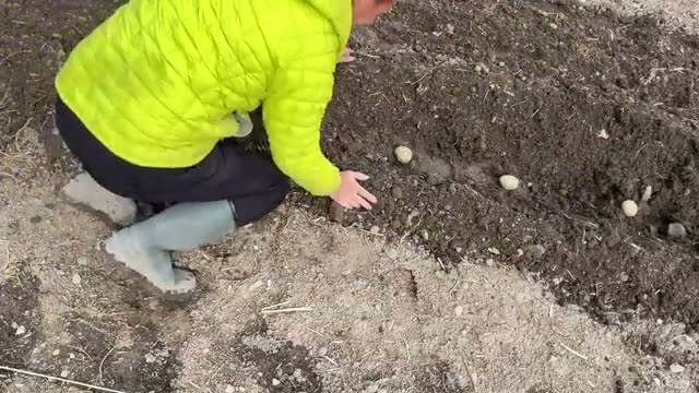 ジャガイモを増収させる最大の鍵「土寄せ」