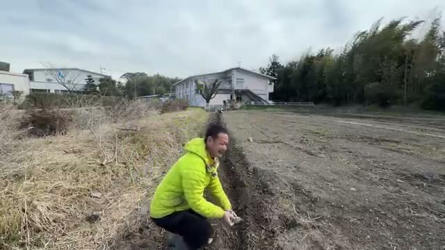 1株で2kg超を狙う菊芋の収穫と植え付け