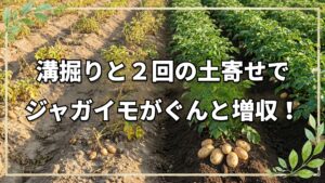 ジャガイモ増収と省力植え付けのコツ