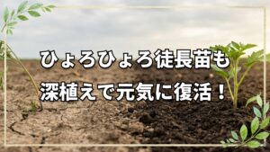 徒長苗のリセット法と残渣の扱い方