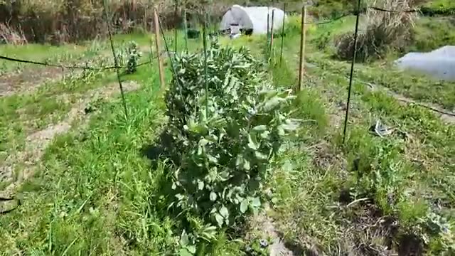 露地とハウスで育つ多彩な野菜たち