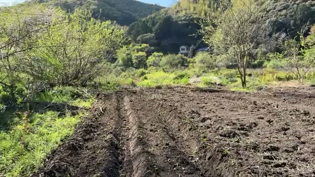里芋の植え付けと栽培の工夫