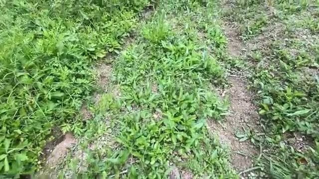 草が生えた赤土の畑から植え付けを始める