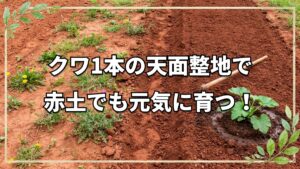クワ1本で行うズッキーニ植え付け