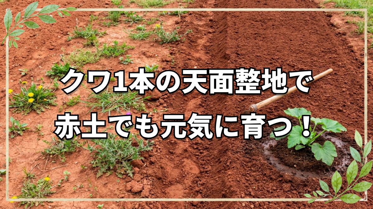 クワ1本で行うズッキーニ植え付け