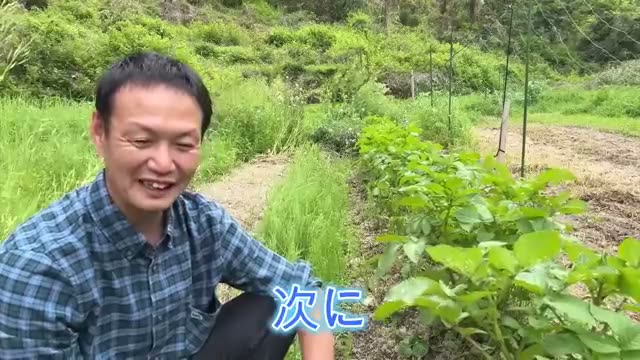 ドクダミへの具体的な対処法
