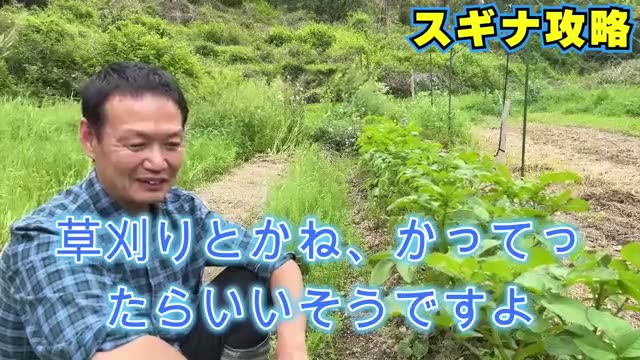 驚異の生命力を持つスギナとの付き合い方