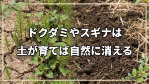 ドクダミ・スギナの向き合い方と解決法