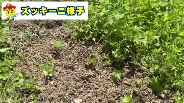 畑の近況:ズッキーニの生長とキャベツの収穫