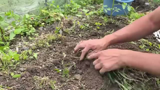 トマトの「発根力」を活かす植え方