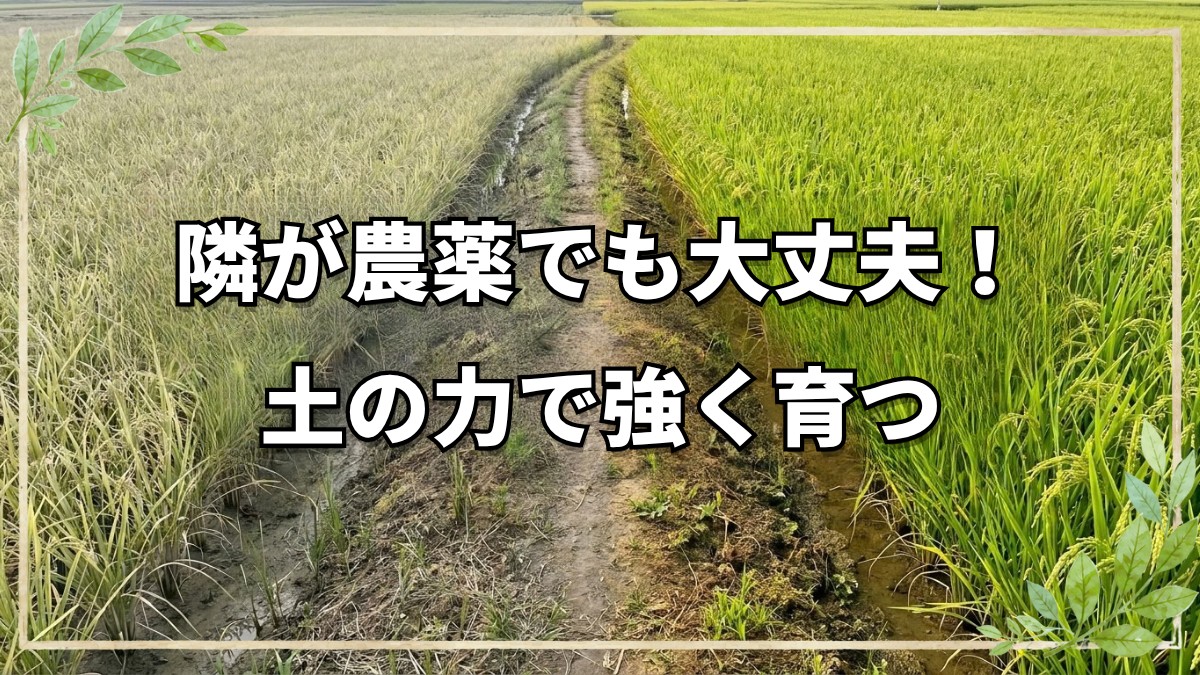 周囲が慣行農法でも自然栽培は可能！
