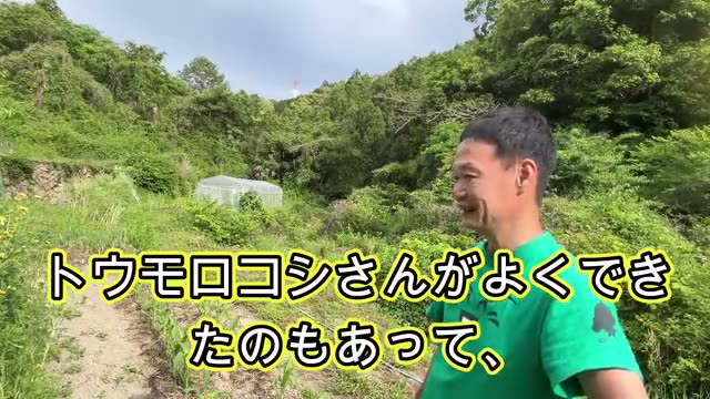 畑の適性を見極めるには「まず色々蒔いてみる」
