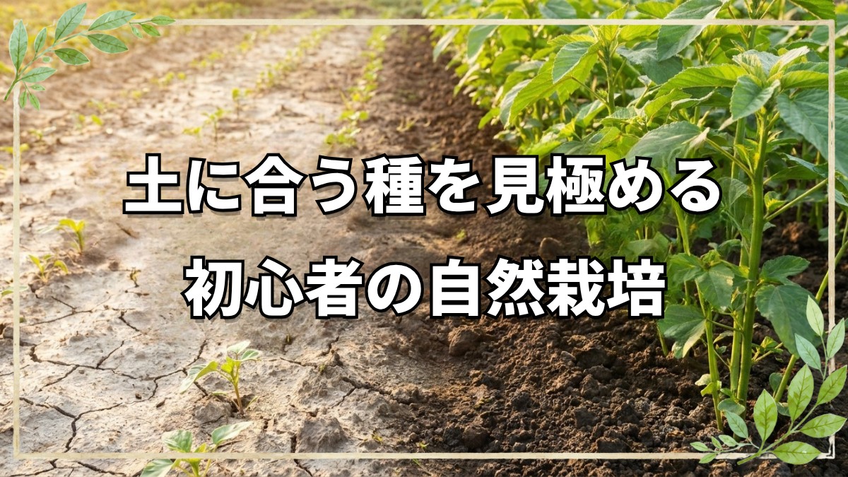 自然栽培の初心者向け野菜と適地適作