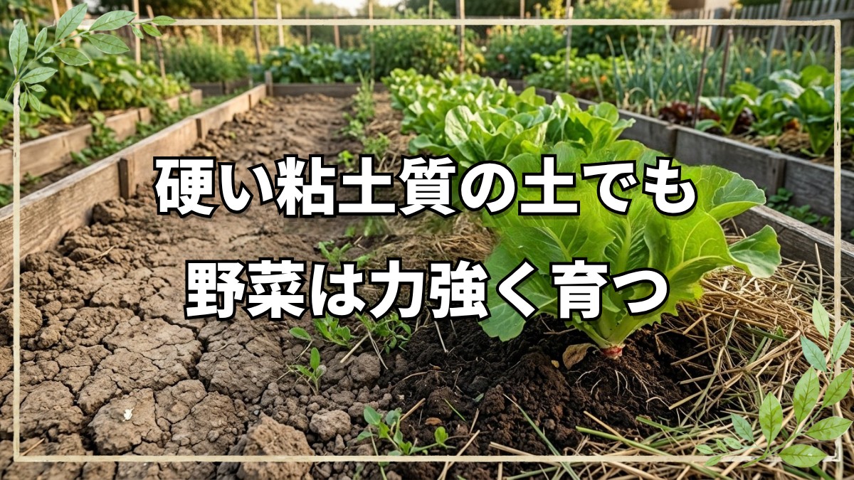 硬い粘土質の土を活かす自然栽培のコツ