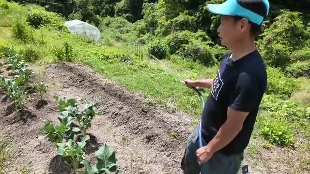 4. 水やりを劇的に楽にする「草マルチ」と「点滴ホース」