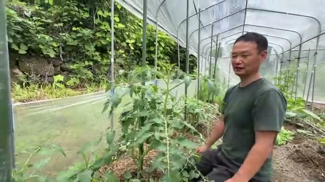 トマトの垂直仕立てとは