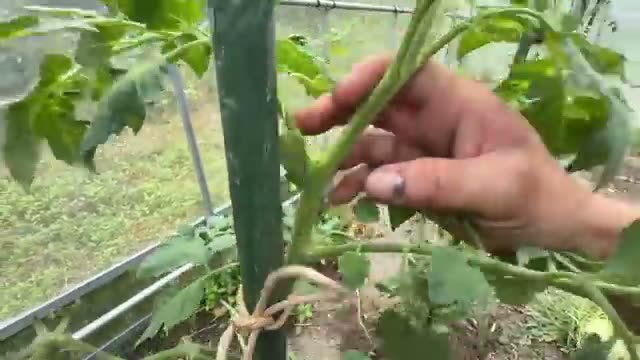 脇芽の正しい取り方と苗作り