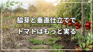 自然栽培トマトの垂直仕立てと脇芽活用