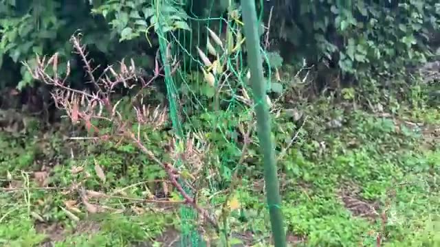 トマトの混植と交配に関する注意点