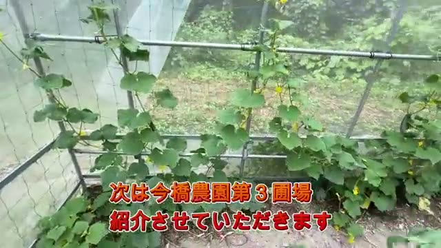 順調に育つ第3圃場の様子
