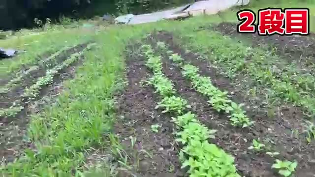 水浸しの土壌でも育つ野菜と強い種採り