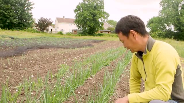 分葱(スプリングオニオン)の植え付けと生育
