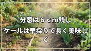 自然栽培で育てる分葱とケール｜収穫のポイントと再生栽培のコツ