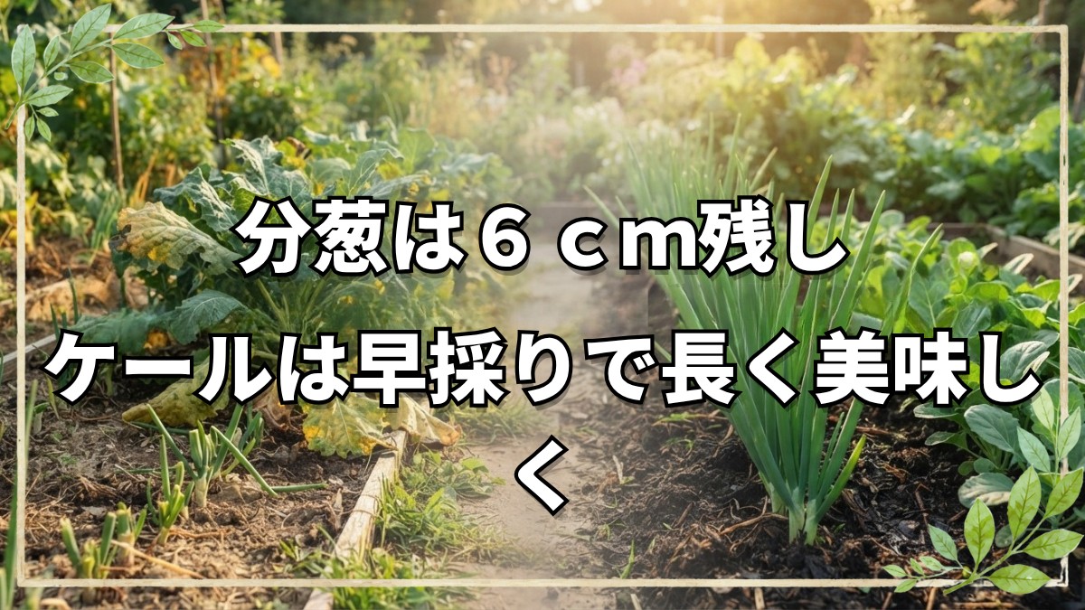 自然栽培で育てる分葱とケール｜収穫のポイントと再生栽培のコツ