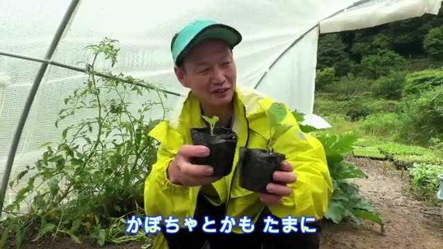 2. 苗が小さい時の解決策①:思い切って畑(地面)に植えてしまう