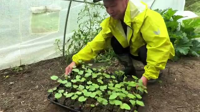 1. 自然栽培の育苗土づくり:難しければ無理せず調整する