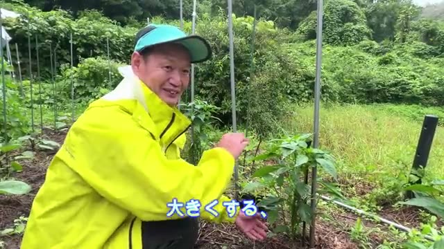 3. 苗が小さい時の解決策②:一回り大きなポットに鉢上げする